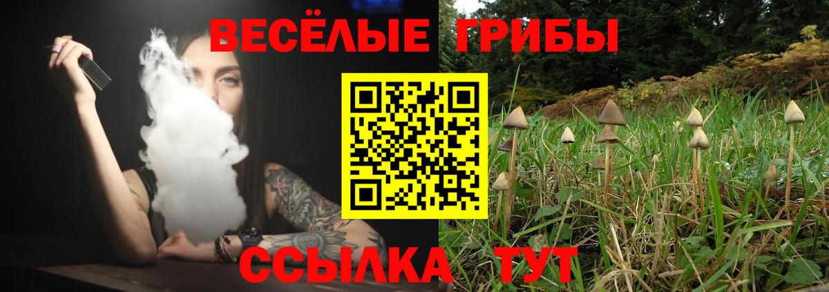 Псилоцибиновые грибы Psilocybine cubensis Вышний Волочёк